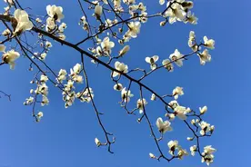 雒 珊｜村里开了一家养老院：未来养老何处去？图片