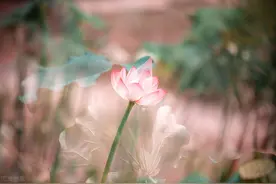 记忆，轮回，只为你图片
