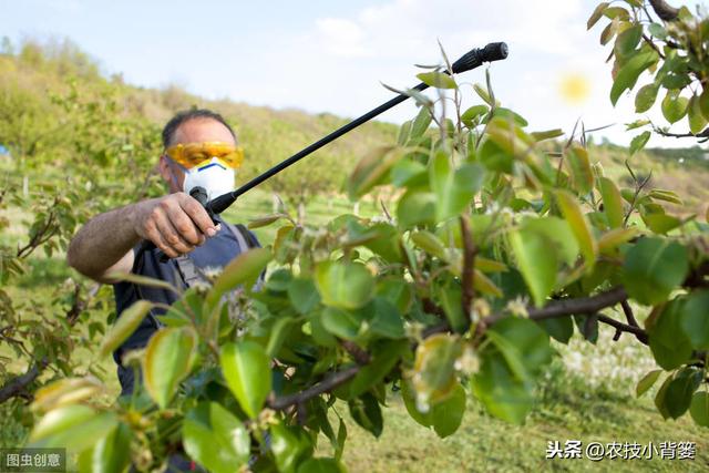 既能防治病害又能促长增产，这个肥药配方花钱不多但效果就是好
