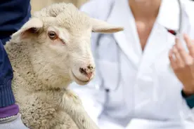 羊群疫苗接种方法及口服免疫注意事项图片
