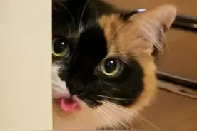 14张猫咪吐舌卖萌照，最后那只大猫是怎么混进来的？图片