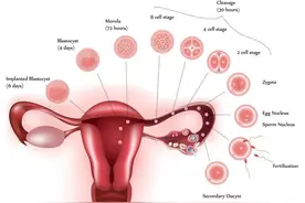 面对卵泡检测只要掌握这些就可以了图片