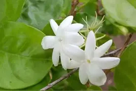 这种茉莉花便宜也别买，买回家缓苗慢长势弱开花少，浪费感情图片