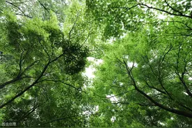 现代诗歌：那  抹  绿图片