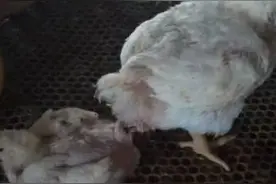 鸡为什么越来越瘦和大小不均，这是病得治图片
