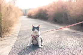 猫原来也可以遛，但不是每只都可以，遛之前一定要做好以下几点图片