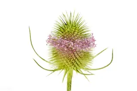 一味滋养肝肾的中药，强筋壮骨、养阳，古籍说“补伤生血”图片