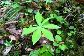 一斤野草就价值2000元？别偷换概念，那是药材，不是野草图片
