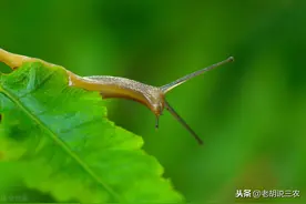 俗语：“鼻涕虫，危害重，遇到‘两灰’就送命”，“两灰”是啥呢图片