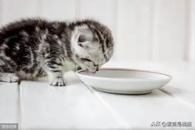 猫的饮水习惯与健康问题图片