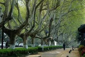 【南京】拜谒中山陵，先听听这些知识点图片