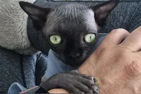 以色列出现一只像蝙蝠的网红猫，是无毛猫患脑积水，导致长相怪异图片