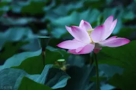 人生最高境界：不生气图片