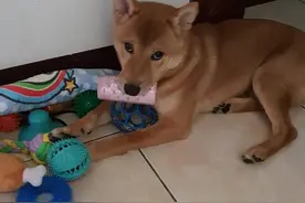 贪吃狗狗惹祸，全身麻醉后差点醒不过来！医生都忍不住碎碎念图片