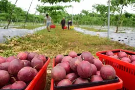 百香果上市卖不动，产地价格一降再降，今年的行情怎么了？图片