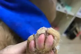 送猫到宠物店洗澡却弄出一身伤，柳州这个“铲屎官”懵了图片