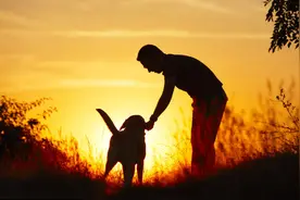 舍命救主，忠义无双：是对主人怎样的爱，让狗狗在危难时以身相代图片