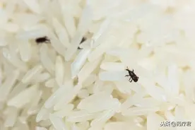 大米为啥会“生虫”？阳光下暴晒就错了！教你一招米粒干净不生虫图片