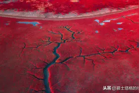 秋天，带你去看红海滩，红色海岸，一个生命的奇迹，大自然的奇观图片