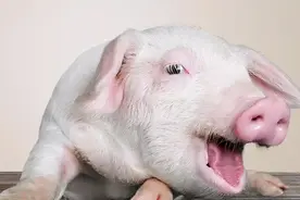 所有的猪都是双眼皮？这些有趣的冷知识你知道几个图片