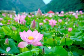 描写夏天的54个成语、俗语、范文，很实用图片