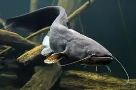 泰国一种鱼学会陆地行走，物种入侵至少四个国家，美国人却喜欢它图片