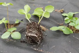 养花先养根，根系弱就用三种“植料”养，白根挤满盆图片