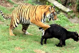 当年送到非洲大草原上“留学”的两只华南虎，如今情况怎么样了？图片