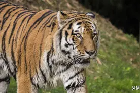 虎｜为什么说人虎有憨的意思呢，难道森林之王是个憨憨吗？图片