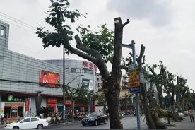 申晨间｜梧桐树六年没修剪，一修剪就被“砍头”只剩下秃树干图片