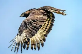 云南丙中洛发现森林霸主，利爪可刺穿猎物头骨，连小熊猫都能拿下图片