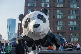 活化石多了，为什么大熊猫能成“国宝”？图片