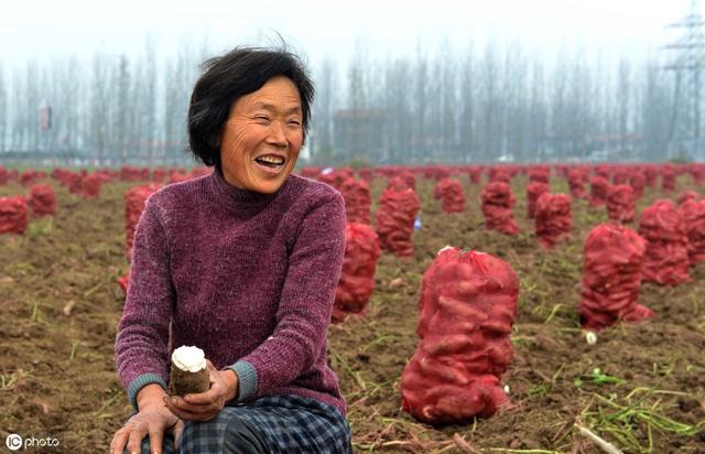 红薯种植的价值