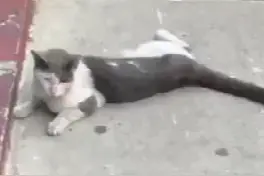 一只流落街头的脏脏猫，被收养之后渐渐变成了可爱黏人猫猫图片