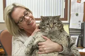 国外女子养了只猫咪，体型竟堪比3岁孩童：吃啥长大的呀？图片