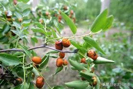 枣树绝症“疯枣病”，别再找特效药，这种病只能这样预防图片