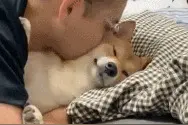 主人比狗狗还热情！面对狂吻，柴犬一脸生无可恋图片