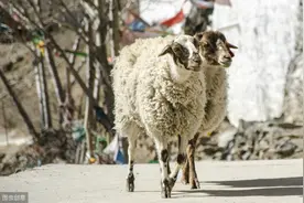 藏羊寄生虫病综合防控方法，可以从以下几个方面入手，提高效益图片