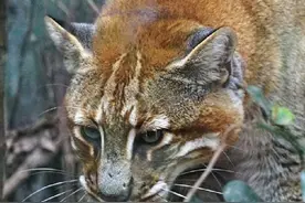 金猫现身四川北部山区，体重12公斤，却捕杀了大自己3倍的斑羚图片