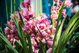 这“6种”花开如火的盆栽，做年花摆在客厅最合适，喜庆又吉祥图片