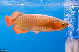 宠物鱼得病放盐就能治？其实不是，弄不好治病变成致病图片