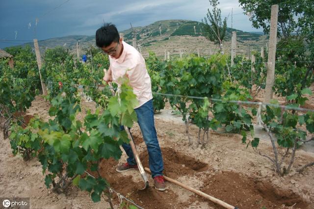 葡萄底肥什么时候施？怎么施？不做好这几点，难怪遭遇大小年