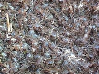 各类肥水用品的优缺点分析