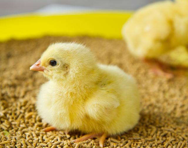 鸡饲料鸭饲料，为什么都是打窝的好饲料，可能原因是这几点