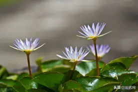 用《诗经》里的花草名可做人名，原来怎么好听，洋洋盈耳图片