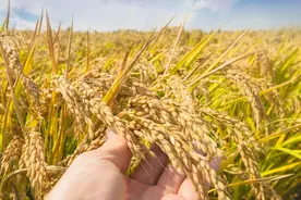 吃着香，可留种，常规稻持续回归！杂交水稻制种日子越来越难了图片