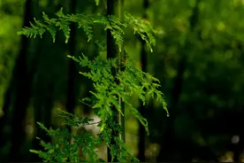 谈谈这味打结石的药物，海金沙图片