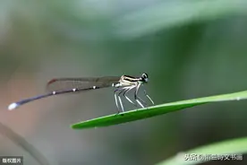 我家的白鹅小姐之四：下河容易上岸难，我最头痛的苦差事图片
