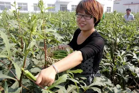 农村种植什么投资少收入高？三个不错的农作物，值得考虑图片