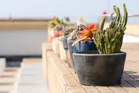 厨房用旧的6样东西别丢，用来养花，实惠又省钱图片